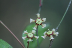Euonymus indicus